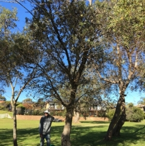 Banksia integrifolia subsp. integrifolia at North Tura - 13 May 2020