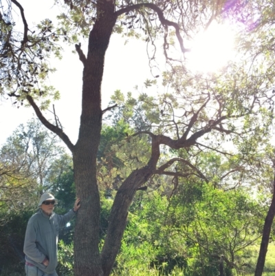 Banksia integrifolia subsp. integrifolia (Coast Banksia) at North Tura - 13 May 2020 by Carine