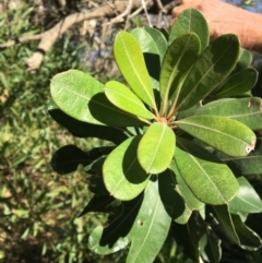 Banksia integrifolia subsp. integrifolia at Tura Beach, NSW - 13 May 2020