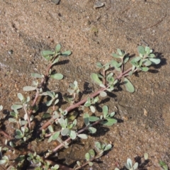 Portulaca oleracea (Munyeroo ,Pigweed, Purslane) at Greenway, ACT - 22 Jan 2020 by MichaelBedingfield