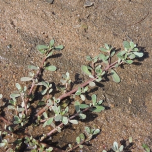 Portulaca oleracea at Greenway, ACT - 22 Jan 2020