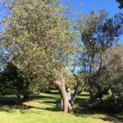 Banksia integrifolia subsp. integrifolia (Coast Banksia) at Tura Beach, NSW - 13 May 2020 by Carine