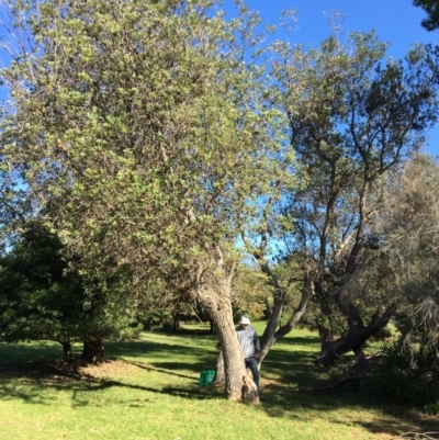 Banksia integrifolia subsp. integrifolia (Coast Banksia) at North Tura - 13 May 2020 by Carine