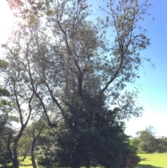 Banksia integrifolia subsp. integrifolia (Coast Banksia) at North Tura Coastal Reserve - 13 May 2020 by Carine