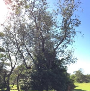 Banksia integrifolia subsp. integrifolia at North Tura - 13 May 2020