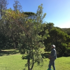 Banksia integrifolia subsp. integrifolia (Coast Banksia) at North Tura Coastal Reserve - 13 May 2020 by Carine