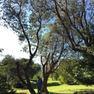 Banksia integrifolia subsp. integrifolia at North Tura - 13 May 2020