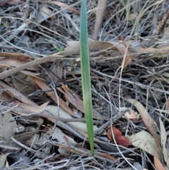 Lyperanthus suaveolens (Brown Beaks) at Hackett, ACT - 13 May 2020 by CathB