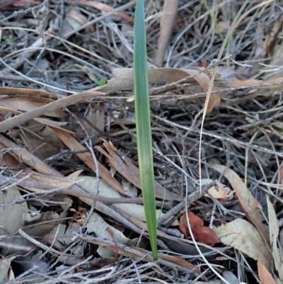 Lyperanthus suaveolens (Brown Beaks) at Black Mountain - 13 May 2020 by CathB