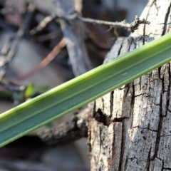 Lyperanthus suaveolens at Hackett, ACT - suppressed