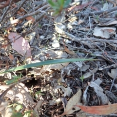 Lyperanthus suaveolens at Hackett, ACT - 13 May 2020