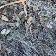 Lyperanthus suaveolens at Hackett, ACT - 13 May 2020