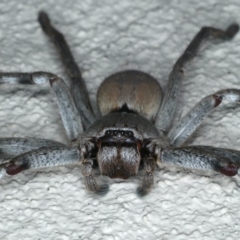 Isopeda (genus) (Huntsman Spider) at Ainslie, ACT - 8 May 2020 by jb2602
