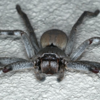 Isopeda (genus) (Huntsman Spider) at Ainslie, ACT - 8 May 2020 by jb2602