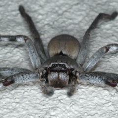Isopeda sp. (genus) (Huntsman Spider) at Ainslie, ACT - 8 May 2020 by jbromilow50