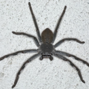 Isopeda sp. (genus) at Ainslie, ACT - 8 May 2020