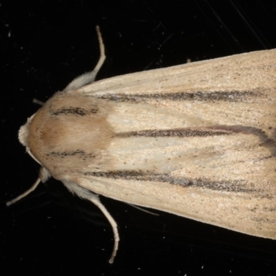 Leucania diatrecta (A Noctuid moth) at Ainslie, ACT - 8 May 2020 by jbromilow50