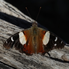 Vanessa itea (Yellow Admiral) at Majura, ACT - 8 May 2020 by jb2602