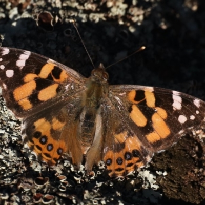 Vanessa kershawi (Australian Painted Lady) at Mount Ainslie - 8 May 2020 by jb2602