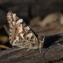 Vanessa kershawi at Majura, ACT - 8 May 2020