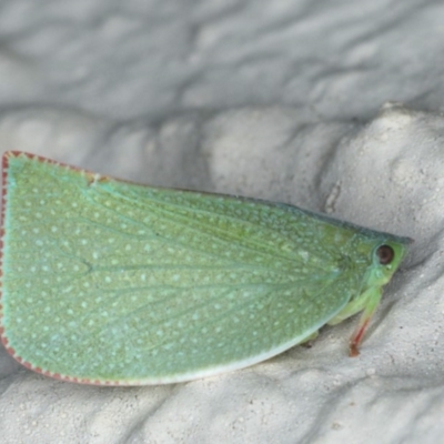 Siphanta acuta (Green planthopper, Torpedo bug) at Ainslie, ACT - 8 May 2020 by jbromilow50