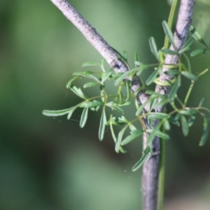 Clematis leptophylla at Deakin, ACT - 12 May 2020