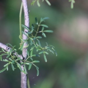 Clematis leptophylla at Deakin, ACT - 12 May 2020