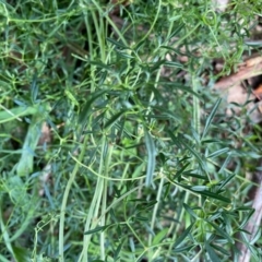 Clematis leptophylla at Deakin, ACT - 12 May 2020