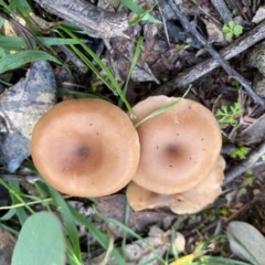 Clitocybe s. l. at Red Hill Nature Reserve - 12 May 2020 by LisaH