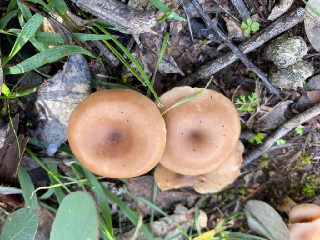Clitocybe s. l. at Deakin, ACT - 12 May 2020