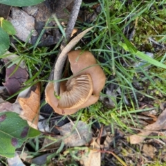 Clitocybe s. l. at Deakin, ACT - 12 May 2020 11:12 AM