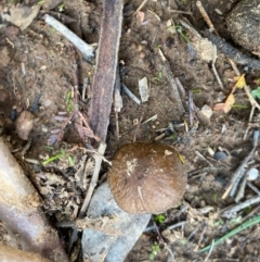 Oudemansiella gigaspora group (Rooting Shank) at Deakin, ACT - 12 May 2020 by LisaH