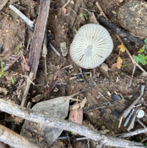 Oudemansiella gigaspora group at Deakin, ACT - 12 May 2020