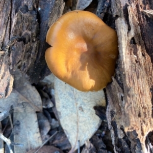 zz agaric (stem; gills not white/cream) at Deakin, ACT - 12 May 2020