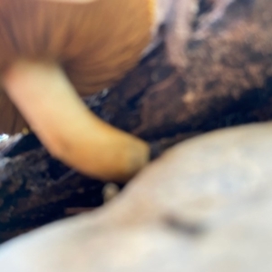 zz agaric (stem; gills not white/cream) at Deakin, ACT - 12 May 2020