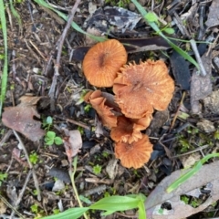 Laccaria sp. (Laccaria) at Red Hill Nature Reserve - 12 May 2020 by LisaH