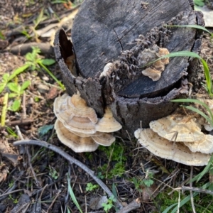 Trametes sp. at Deakin, ACT - 12 May 2020