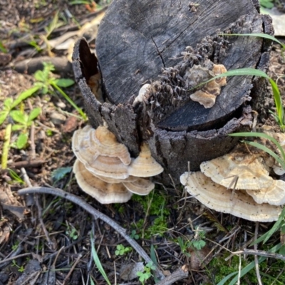 Trametes sp. at Deakin, ACT - 12 May 2020 by LisaH