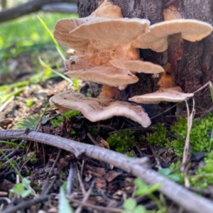 Trametes sp. at Deakin, ACT - 12 May 2020