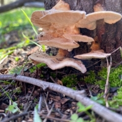 Trametes sp. at Deakin, ACT - 12 May 2020