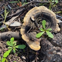 Trametes sp. at Deakin, ACT - 12 May 2020