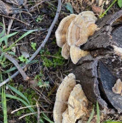 Trametes sp. at Deakin, ACT - 12 May 2020