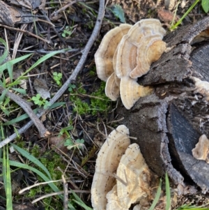 Trametes sp. at Deakin, ACT - 12 May 2020