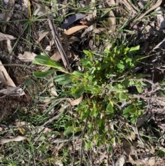 Hibbertia obtusifolia (Grey Guinea-flower) at Hughes Grassy Woodland - 12 May 2020 by LisaH
