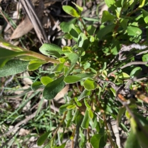Hibbertia obtusifolia at Hughes, ACT - 12 May 2020