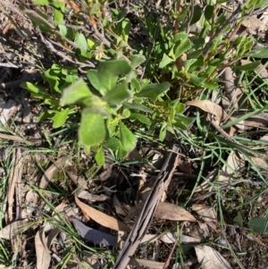 Hibbertia obtusifolia at Hughes, ACT - 12 May 2020