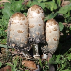 Coprinus comatus (Shaggy Ink Cap) at Red Hill Nature Reserve - 14 May 2020 by LisaH