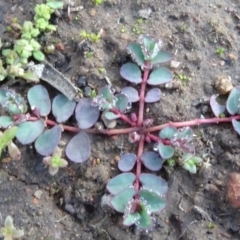 Euphorbia dallachyana (Mat Spurge, Caustic Weed) at Majura, ACT - 12 May 2020 by JanetRussell