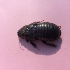Panesthia sp. (genus) (Wood cockroach) at Pambula, NSW - 8 May 2020 by elizabethgleeson