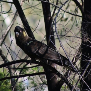 Zanda funerea at Deakin, ACT - 14 May 2020